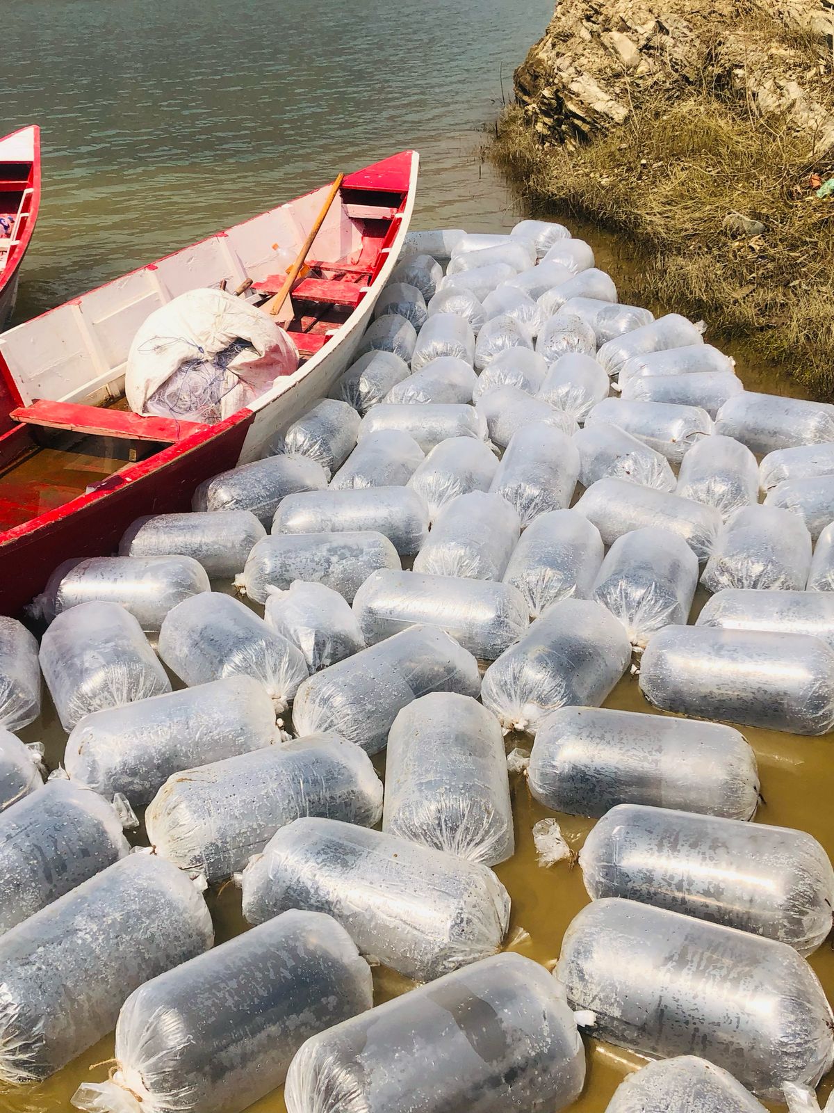 Fish Ranching (2081/12/18)